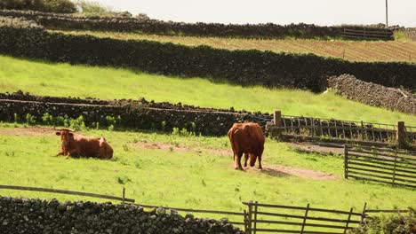Cows-Resting-And-Grazing-On-The-Field-In-Terceira-Island,-Azores,-Portugal