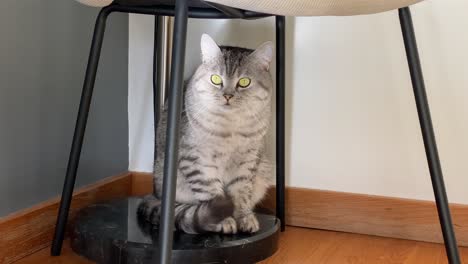 Scottish-Fold-cat-is-looking-into-the-room-from-under-the-chair