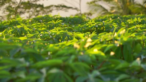 Slow-Motion---Sunlight-hitting-the-leaves-of-cassava-plants-that-swaying-on-the-wind