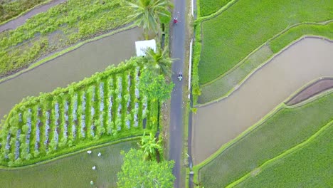 Aerial-view-of-Paved-road-in-the-middle-of-the-rice-fields---Rural-landscape-if-Indonesia