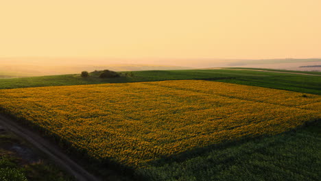 Sonnenblumenfeld-Ackerland-Bei-Sonnenuntergang,-Aus-Der-Luft-Herunterklappbarer-Blick-Auf-Goldenes-Landwirtschaftliches-Weitläufiges-Land-In-Der-Ländlichen-Region-Während-Der-Sommersaison