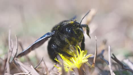 Macro-shot-of-a-blue-bee-covered-in-pollen-pollinating-a-yellow-flower-and-flying-away,-dark-blue-bumblebee,-violet-carpenter-bee