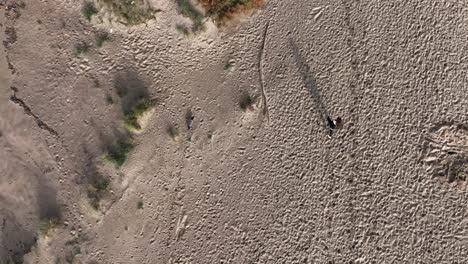 Top-down-aerial-drone-view-of-woman-walking-dog-in-empty-beach,-tracking-shot