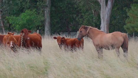 Horse-and-cattle-with-calves-standing-on-a-natural-pasture,-in-front-of-a-forest-while-the-grass-is-moving-in-the-wind,-Uruguay