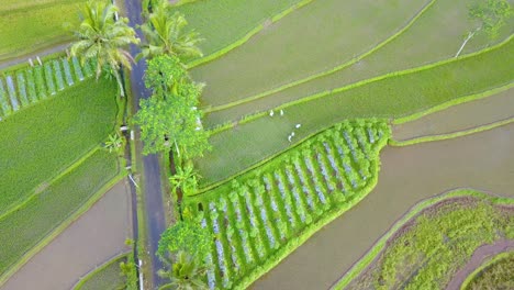 Drone-shot-of-farmers-are-working-in-the-rice-field