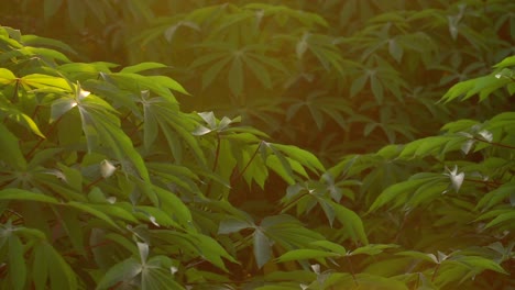 Zeitlupe---Sonnenlicht-Trifft-Auf-Die-Blätter-Von-Cassava-Pflanzen-Auf-Dem-Ackerland