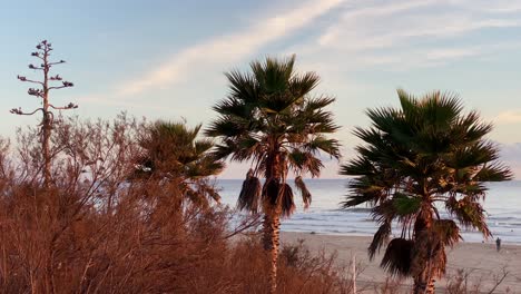 Palme-Während-Eines-Sonnenaufgangs-Am-Strand-Von-Einer-Drohne