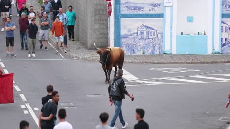 Toro-En-Cuerda-En-La-Calle-Del-Pueblo-En-Azores,-Portugal