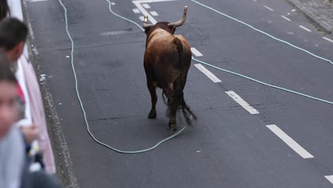 Bull-Running-On-The-Street-With-Horns-Capped-With-Balls-For-Safety