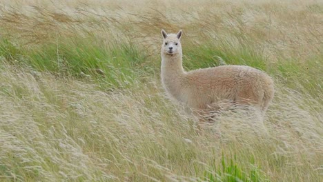 Cute,-happy-alpaca-grazing-in-the-fields,-staring-at-the-camera-and-into-the-distance
