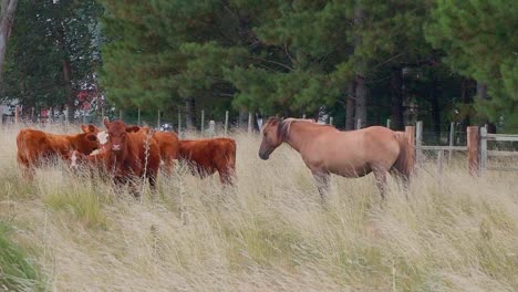 Horse-and-cattle-standing-on-a-pasture,-in-front-of-a-forest-with-grass-moving-in-the-wind,-Uruguay,-handheld-shot