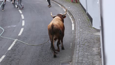 Bull-On-Rope-Running-On-The-Street