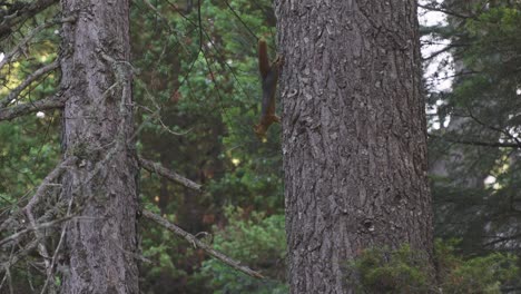Sneaky-cute-squirrel-stealing-acorn-nuts-from-oak-tree
