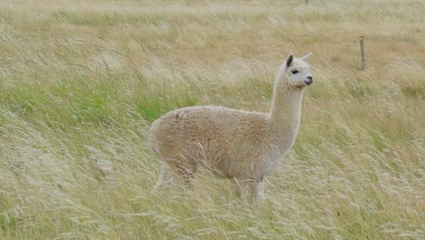 Fluffy-alpaca-standing-on-a-natural-pasture,-looking-into-the-distance,-turning-around