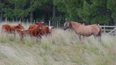 Horse-and-cattle-with-calves-standing-on-a-natural-pasture,-staring-at-the-camera,-Uruguay,-hand-held-shot