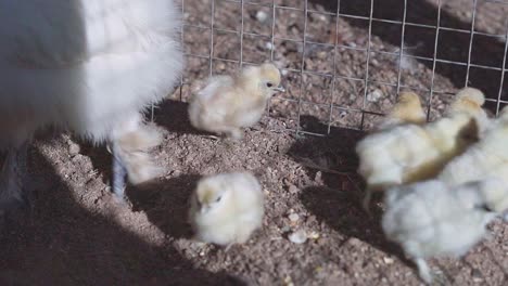 Chicken-and-chicks-walking-around-in-their-cage,-handheld-shot