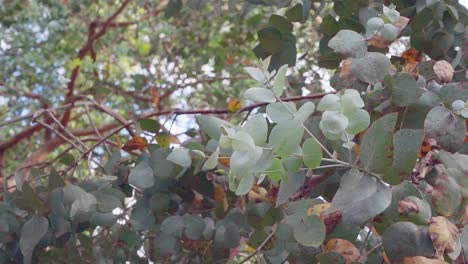 Frische-Eukalyptusblätter-Bewegen-Sich-Langsam-Im-Wind,-Zeitlupe