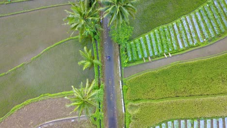 Overhead-Drohnenaufnahme-Von-Menschen,-Die-Motorräder-Auf-Der-Straße-Inmitten-Von-Reisfeldern-Fahren---Indonesien