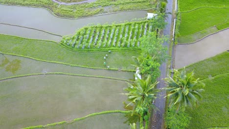 Drone-shot-of-Farmers-are-planting-paddy-plants-in-the-rice-field---Indonesia
