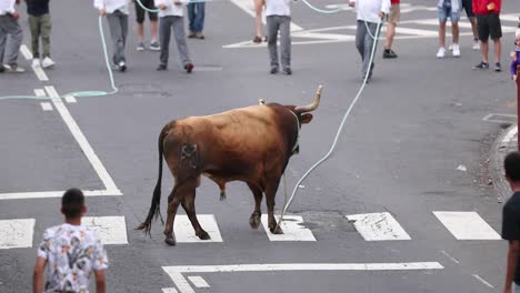 Tourada-a-Corda---Bull-On-Rope-Runs-On-The-Street-After-Pastores-And-Spectators-In-Azores,-Portugal