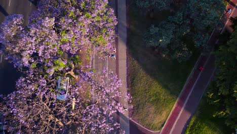 Overhead-view-of-people-doing-physical-activity-with-a-lilac-flowered-jacaranda-tree,-Recoleta,-Buenos-Aires,-Argentina