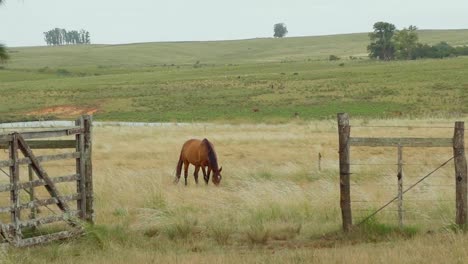 Horse-standing-on-a-pasture,-grazing,-looking-at-the-camera-during-a-cloudy-afternoon,-Uruguay