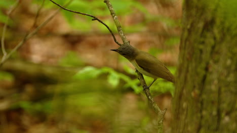 Red-eyed-vireo-bird-on-small-branch-looking-for-food