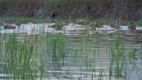Eine-Herde-Enten-Auf-Dem-Teich-Mit-Grünem-Gras