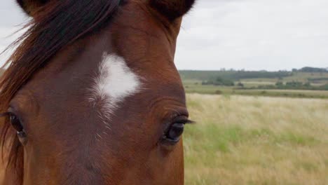 Braunes-Pferd,-Das-In-Die-Kamera-Starrt,-Während-Es-Auf-Einer-Natürlichen-Weide-Steht,-An-Einem-Bewölkten,-Windigen-Nachmittag-In-Uruguay