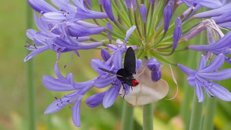 Butterfly-sitting-on-a-Agapanthus-flower,-drinking-nectar-and-then-flying-away