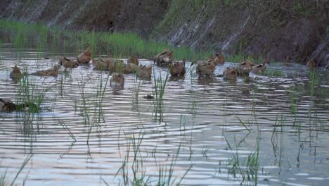 Herd-of-ducks-grazing-in-a-pond