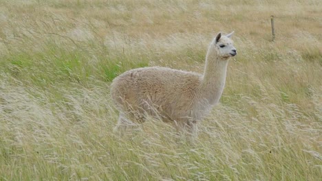 Fluffy-Alpaca-standing-in-the-fields,-staring-into-the-camera-and-then-looking-away