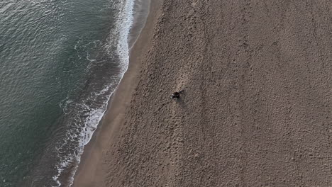Female-walking-dog-on-sandy-beach-aerial-view,-sitting-down-together-enjoying-amazing-views