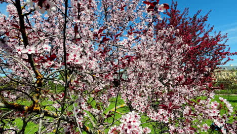 Colorful-pink-cherry-tree-blossoms-on-a-spring-day