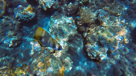 Isolierter-Tiera-Tropischer-Fledermausfisch,-Der-Im-Kristallklaren-Wasser-Des-Korallenriffs-In-Indonesien-Schwimmt