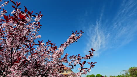 Nahaufnahme-Von-Rosafarbenen-Sakura-Blumen-In-Voller-Blüte-Auf-Ästen-Vor-Blauem-Himmel-Mit-Weißen-Wolken-An-Einem-Sonnigen-Tag