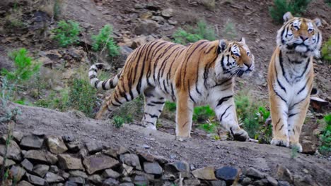 Zeitlupenaufnahme-Eines-Tigers,-Der-Läuft-Und-Sich-An-Einem-Anderen-Tiger-Reibt