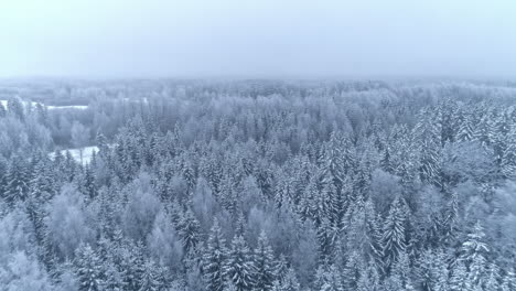 Aerial-drone-forward-moving-shot-above-snow-covered-coniferous-tree-forest-on-a-cloudy-day-on-a-foggy-winter-day