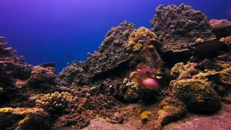 Peculiar-and-curious-lionfish-swimming-among-corals-in-a-coral-reef