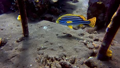 Awesome-shot-of-an-oriental-sweetlips-fish-swimming-around-on-the-sandy-ocean-floor-in-clear-waters
