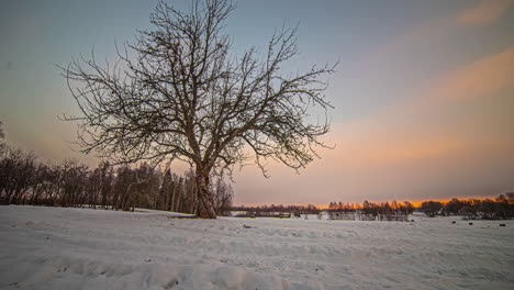 Zeitraffer-Eines-Baumes-In-Einer-Verschneiten-Winterlandschaft