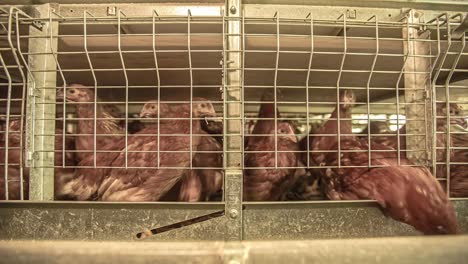 Chickens-in-pens-at-a-poultry-farm---time-lapse
