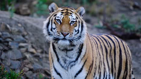 Schöner-Sibirischer-Tiger,-Der-Sich-In-Ihrem-Territorium-Umschaut