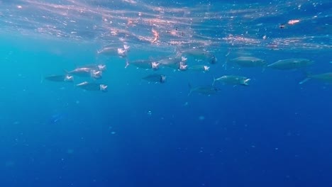 Schule-Von-Makrelenfischen-Mit-Langen-Kiefern,-Die-In-Flachen-Tropischen-Gewässern-Indonesiens-Schwimmen