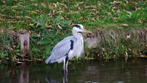 Grey-heron,-Ardea-cinerea,-hunting-for-food-in-shallow-waters