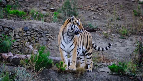 Stunning-shot-of-a-wild-tiger-walking-around-in-its-territory-in-the-mountains-on-a-foggy-overcast-day