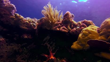 Rotfeuerfische,-Die-In-Den-Korallenriffen-Des-Ozeans-Chillen