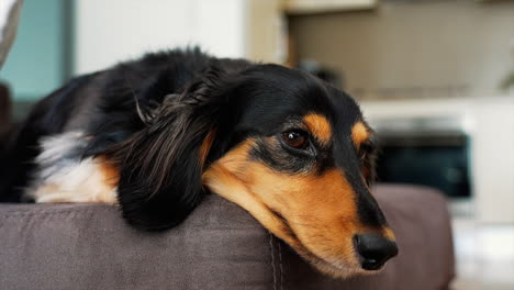 Sausage-dog-relaxing-on-a-brown-sofa-at-home
