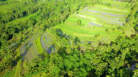 Drone-aerial-view-of-terraced-rice-fields-and-coconut-trees-in-Java,-Indonesia
