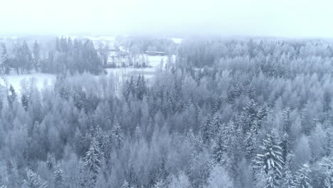 Aerial-drone-forward-moving-shot-over-snow-covered-coniferous-tree-forest-on-a-cold-winter-day